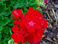 Americana Dark Red Geranium / Pelargonium hortorum 